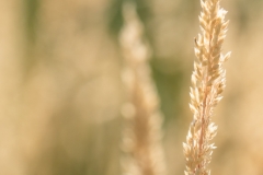 gras