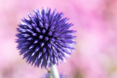 kogeldistel