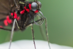 vlinder13