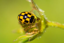 Insecten