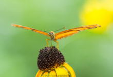 Vlinders