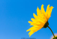 Alles wat bloeit