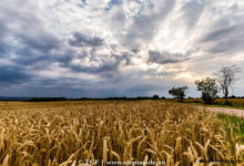 Natuur