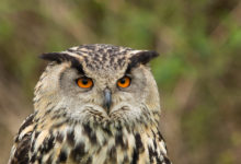 Dieren
